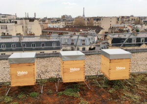 Valeo bee hives Apis Urbanica